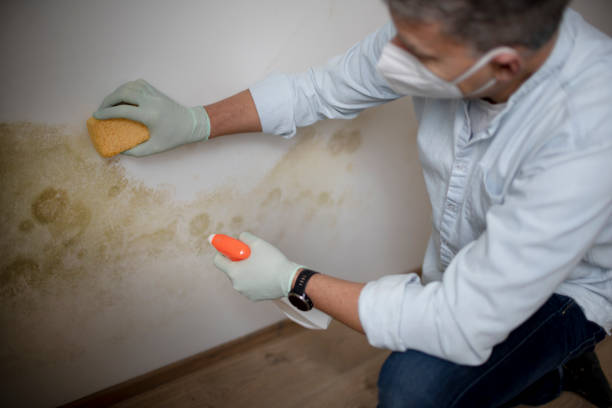 Best Mold Removal Near Me  in Rk Forest Village, PA