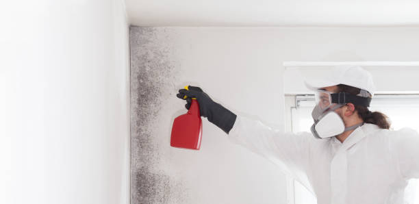 Best Professional Mold Removal  in Rk Forest Village, PA